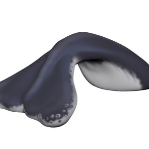 Whale Tail Climber (LTTP2026M)